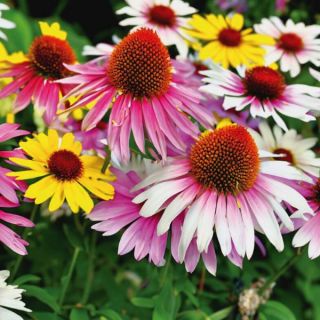 Mixed Coneflowers Thumbnail